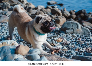 Portrait of a charming pug close-up. Fawn pug with a black mask resting in nature, pose bow. A charming little docile domestic dog breed.