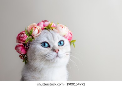 Portrait of a charming white cat wearing a crown of pink flowers on a gray background