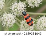 Portrait of a checkered beetle. Trichodes apiarius. A Bright Bee beetle in the nature habitat.                                