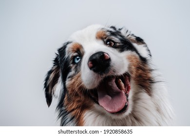 Portrait of cheerful and rare dog with multicolored eyes looking at camera in white background.