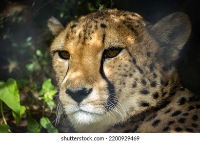 Portrait Of A Cheetah Close Up