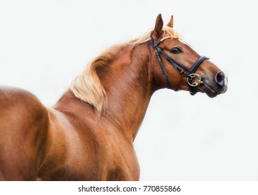 portrait of chestnut horse in the bridle on a white background