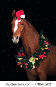 Portrait Of Chestnut Horse In Christmas Decorations And A Santa Hat On A Black Background