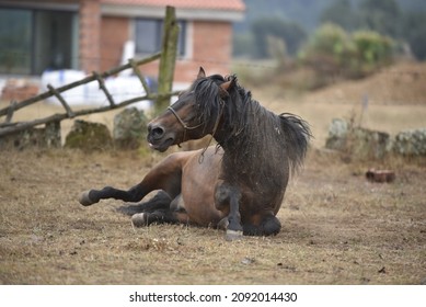 Portrait Of A Chestnut Horse Getting Up From Wallowing On The Ground