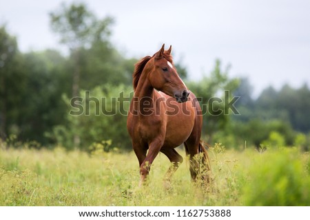 portrait of a chestnut horse in a summer field