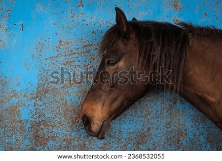 A portrait of a chestnut mare's head, standing by a worn blue wall with a frightened expression. Blue background.