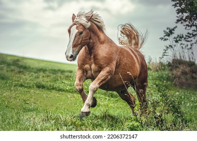 Portrait Of A Chestnut Noriker Draft Horse Gelding Having Fun On A Pasture In Summer Outdoors At A Rainy Day