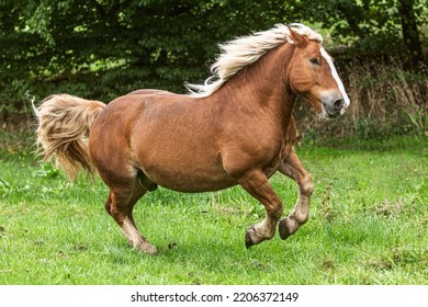 Portrait Of A Chestnut Noriker Draft Horse Gelding Having Fun On A Pasture In Summer Outdoors At A Rainy Day