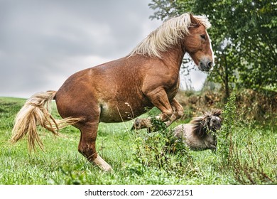 Portrait Of A Chestnut Noriker Draft Horse Gelding Having Fun On A Pasture In Summer Outdoors At A Rainy Day