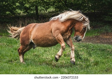 Portrait Of A Chestnut Noriker Draft Horse Gelding Having Fun On A Pasture In Summer Outdoors At A Rainy Day