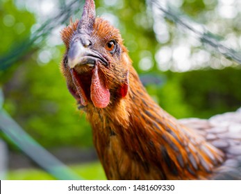 Portrait of chicken with an angry face