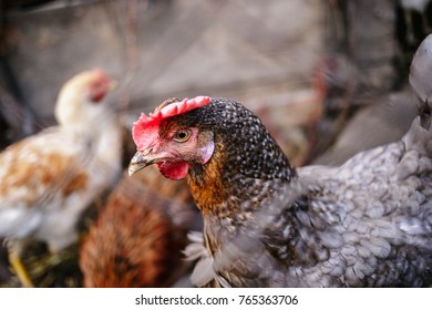 Portrait of a chicken behind a metal mesh on a farm - Shutterstock ID 765363706