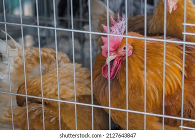 Portrait of chicken in the cage at agricultural animal exhibition, trade show, market - close up view. Farming, agriculture industry, livestock and animal husbandry concept