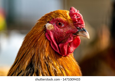 Portrait Chicken Golden Feathers Beautiful Chicken Stock Photo ...