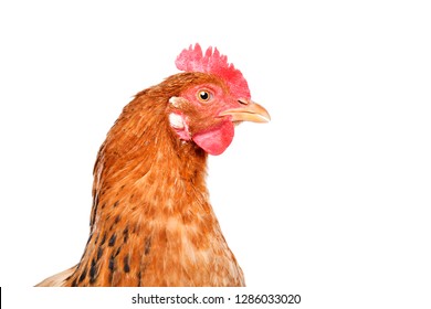 Portrait Of A Chicken, Side View, Isolated On White Background