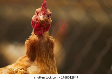 Portrait of a chicken with a surprised face. A hen. Agriculture.