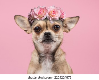 Portrait of a chihuahua dog looking at the camera wearing a pink hair bow with roses on a pink background - Shutterstock ID 2205224875
