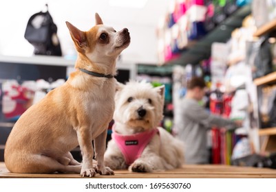 Portrait of chihuahua and west highland terrier dogs in a pet store