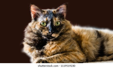 Portrait Of A Chimera Lying Cat Isolated Against A Dark Background