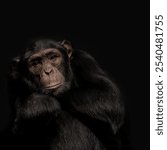 Portrait of a chimpanzee on a gray background.