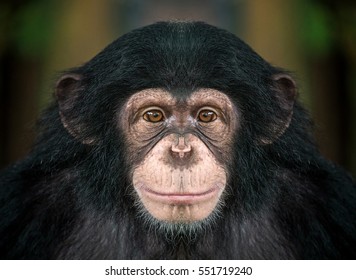 Monkey Face High Res Stock Images Shutterstock