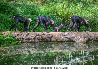Portrait of chimpanzees.