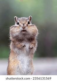 Portrait of a chipmunk looking around while standing on its hind legs
