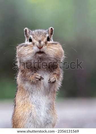 Portrait of a chipmunk looking around while standing on its hind legs