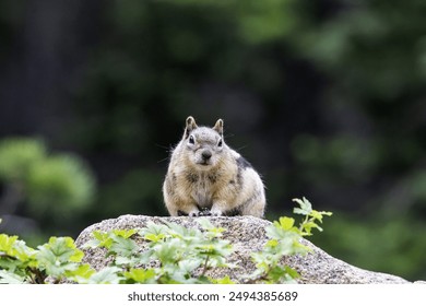 Portrait of a chipmunk standing on a large rock in Rocky Mountain National Park. - Powered by Shutterstock