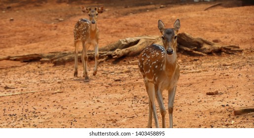 Portrait Of Chital Deer In Dhaka Zoo .