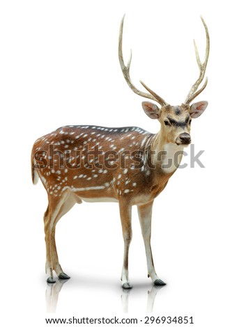 A portrait of a Chital, Spotted deer isolated in white background