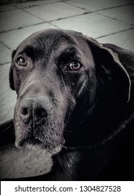 portrait of chocolate Labrador seen in close uo-1