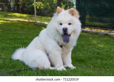 Portrait Of A Chow Chow With Blue Tongue