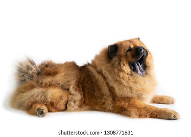 portrait of chow chow dog yawning while sitting on the floor isolated on white background