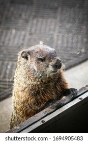 Portrait Chuck Groundhog Paws Stock Photo 1694905483 | Shutterstock