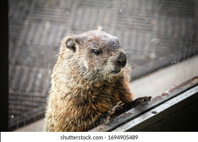 Portrait Chuck Groundhog Paws Out Stock Photo 1694905489 | Shutterstock