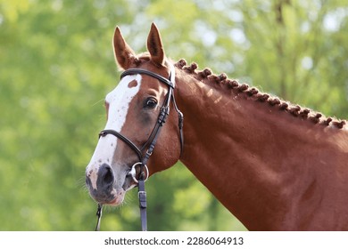 Portrait close up of a beautiful young chestnut stallion. Headshot of a purebred horse against natural background at rural ranch on horse show summertime outddors