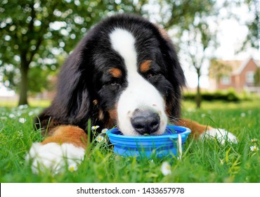 Portrait, Close Up Of Bernese Mountain Dog, Drinking Water From Blue Water  Bowl. Lying On The Green Grass, Dog Friendly Park. 