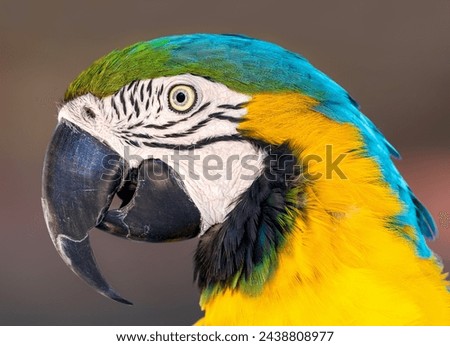 Portrait close up of a Blue and yellow macaw (Ara ararauna)