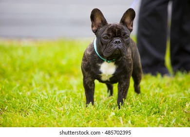 Portrait Close French Bulldog Puppy Stock Photo 485702395 | Shutterstock