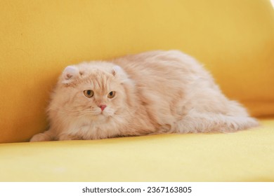 Portrait close up shot of little cute domestic orange fluffy furry long hair companion pet pussycat kitty kitten laying lying down comfortable on cozy yellow leather sofa couch alone in living room. - Shutterstock ID 2367163805
