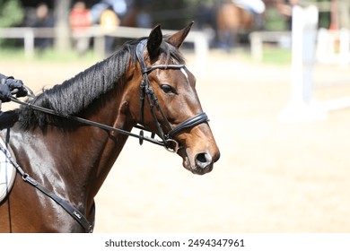 Portrait close up of showjumper horse at equestrian show jumping during competition event.
Photo shot of a beautiful show jumper horse on natural background - Powered by Shutterstock