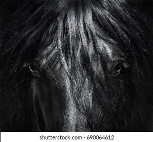 Portrait close up Spanish purebred horse with long mane. Black-and-White photo. Can be used for decoration, interior print.
