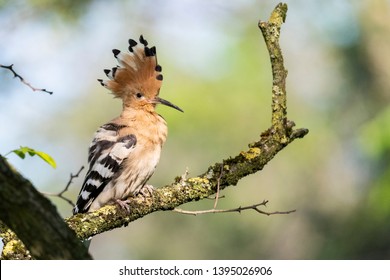 Portrait Close Up ( Upupa ) Upupidae