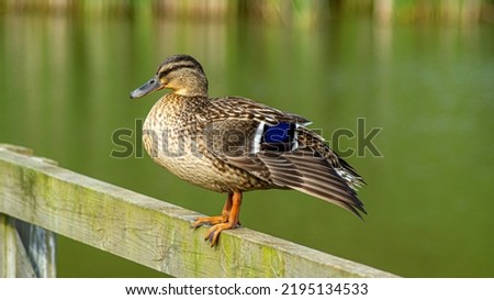 Portrait close up view of Mallard Duck. Ducks in Pond water level