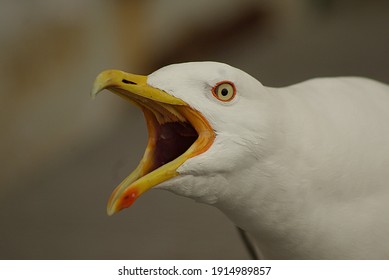 Portrait Close-up Angry Seagull Photo Background