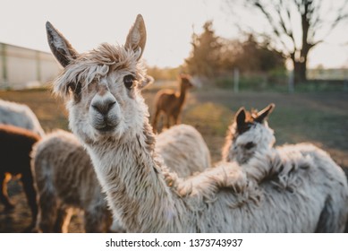 Alpaca Hd Stock Images Shutterstock