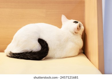 Portrait closeup full body shot mature small domestic white tabby kitten shorthair feline pet cat with yellow eyes laying lying down on cozy sofa couch watching looking at camera. - Powered by Shutterstock