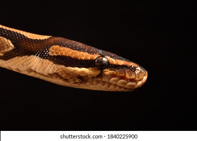 Pythonidae の画像 写真素材 ベクター画像 Shutterstock