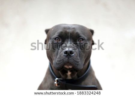 Portrait closeup head shot of an adult american pitbull 